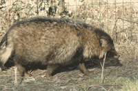 Le chien viverrin en France et Grèce