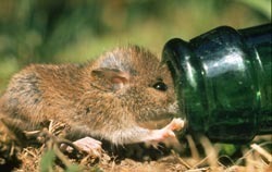 Les bouteilles sont des pièges mortels