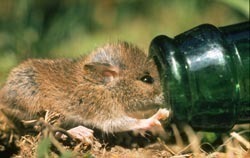 Les bouteilles sont des pièges mortels