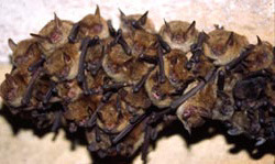 Crémieu héberge une espèce de chauves-souris rare en France et en Isère