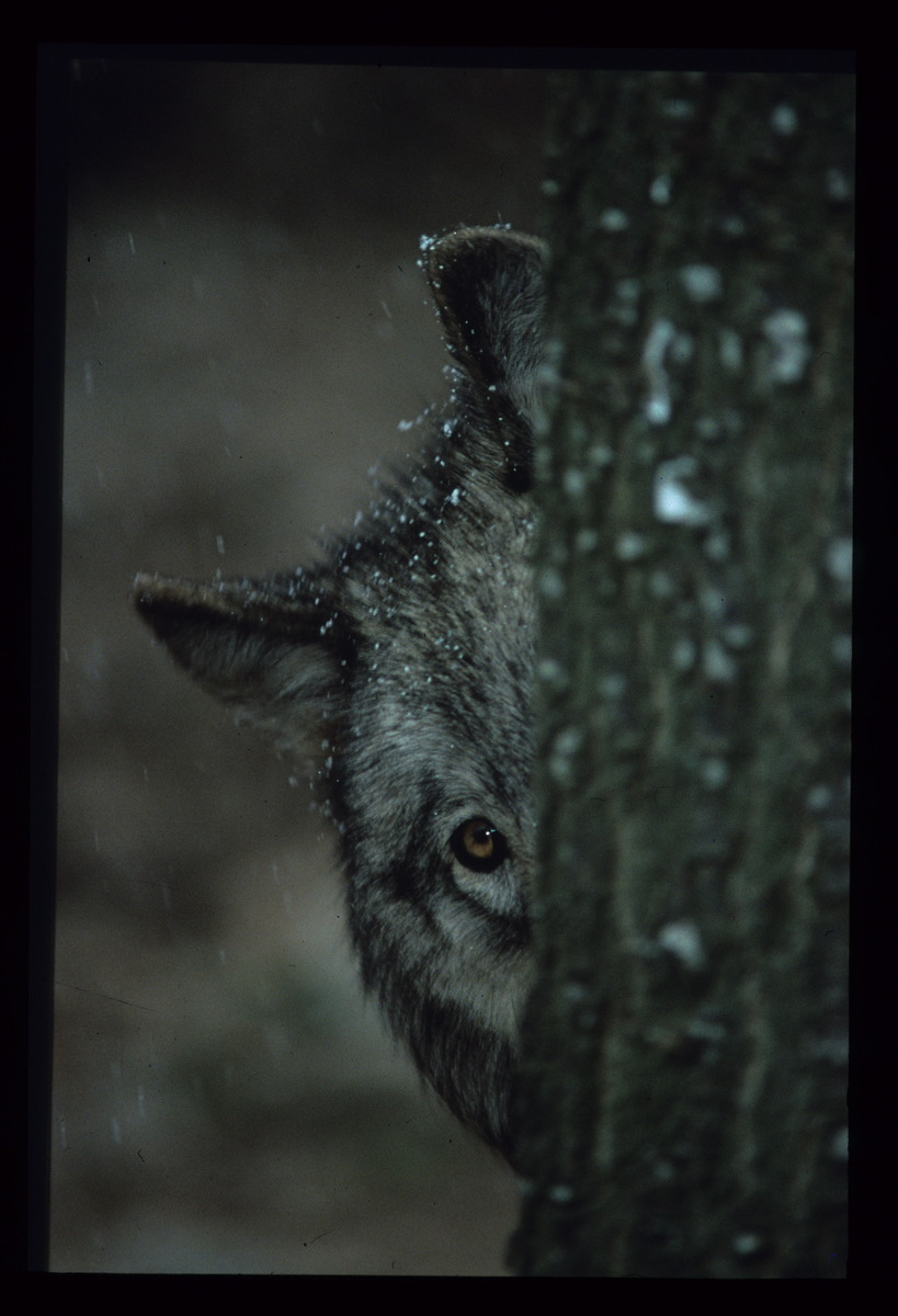 Faut-il liquider les parcs nationaux ?