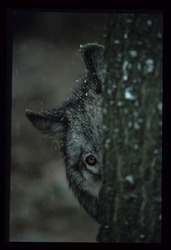 Faut-il liquider les parcs nationaux ?