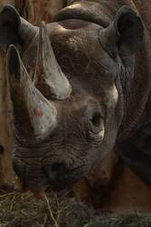 Sauvons les rhinocéros