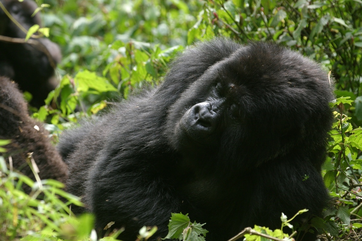 Les animaux sont ils méchants ? 