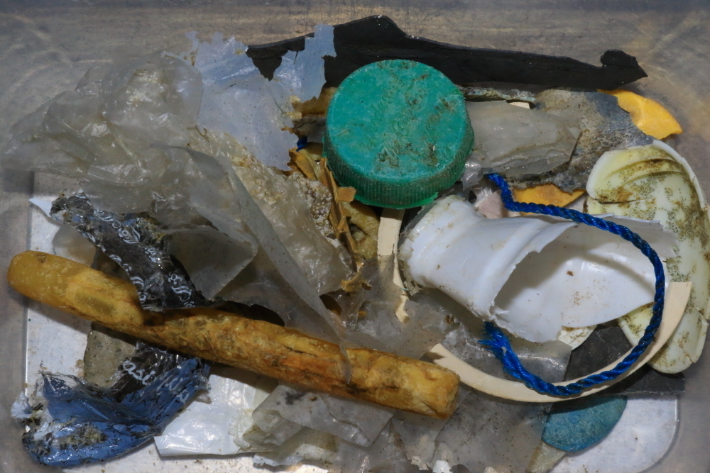 Devinez ce qu'il y a dans une crotte de tortue marine?