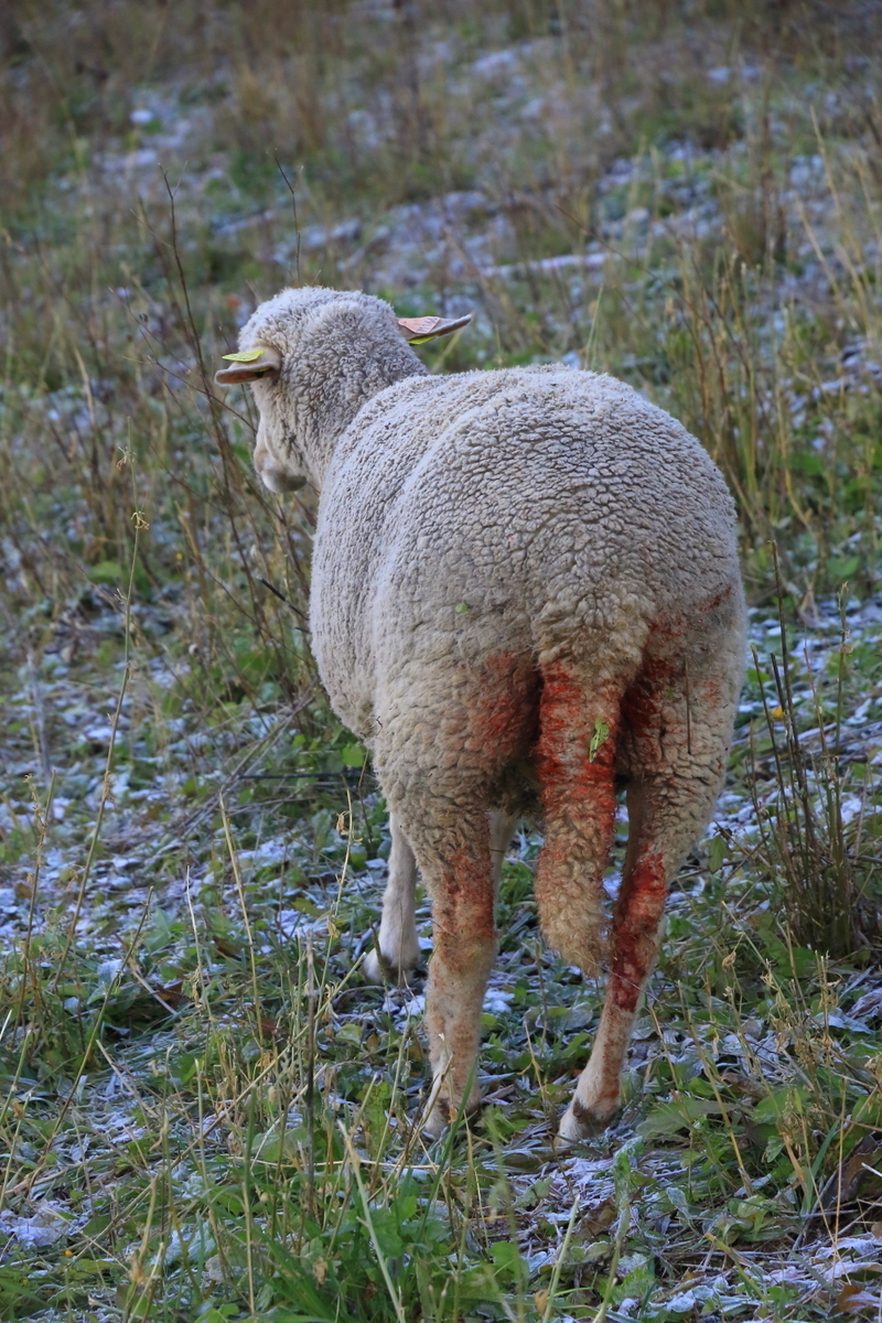 Moutons agressés par des chiens de chasse